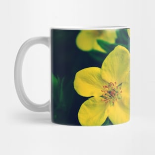 Yellow Potentilla Blossoms Mug